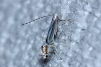 Phyllocnistis ramulicola/saligna