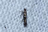 Parectopa ononidis
