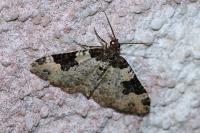Xanthorhoe fluctuata