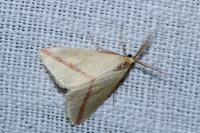 Rhodometra sacraria