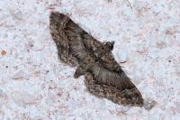 Gymnoscelis rufifasciata