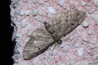 Eupithecia virgaureata