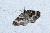 Epirrhoe alternata