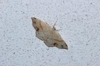 Cyclophora punctaria