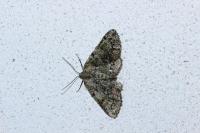 Cleorodes lichenaria