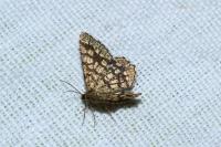 Chiasmia clathrata