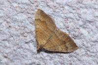 Camptogramma bilineata