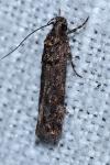 Teleiopsis diffinis