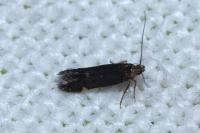 Aproaerema anthyllidella