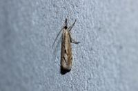 Agriphila geniculea