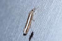 Agriphila latistria
