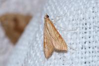 Antigastra catalaunalis