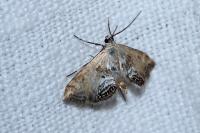 Cataclysta lemnata