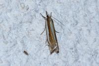 Crambus pascuella