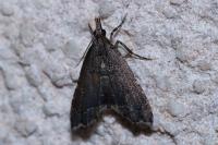 Diplopseustis perieresalis