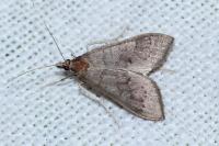 Mecyna asinalis