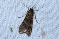 Nomophila noctuella