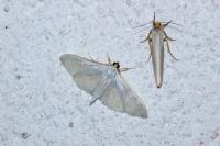 Palpita vitrealis