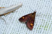 Pyrausta aurata