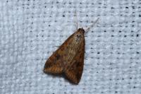 Udea ferrugalis
