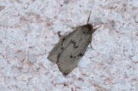 Apaidia mesogona
