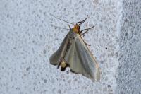 Eilema caniola