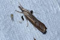 Agriphila geniculea