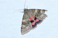Catocala elocata