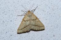 Aspitates ochrearia