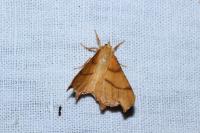 Ennomos erosaria