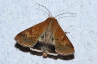 Helicoverpa armigera