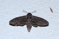 Agrius convolvuli