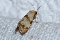 Phalonidia contractana