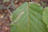 Stigmella microtheriella