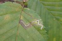 Stigmella microtheriella
