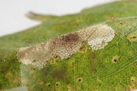 Phyllonorycter acerifoliella