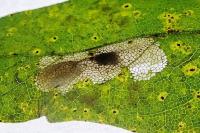 Phyllonorycter acerifoliella