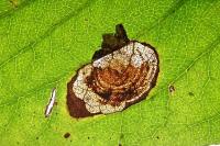 Leucoptera malifoliella
