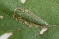 Phyllonorycter rajella