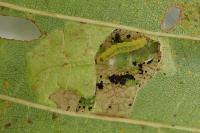 Phyllonorycter rajella