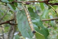 Phalera bucephala