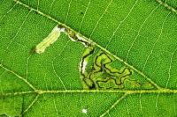 Stigmella tiliae