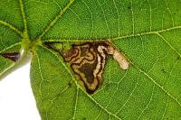Stigmella tiliae