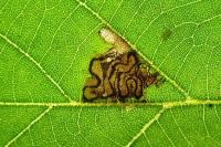 Stigmella tiliae