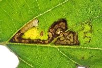 Stigmella tiliae
