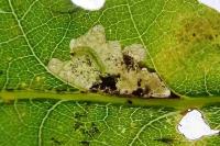 Ectoedemia subbimaculella