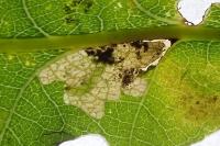 Ectoedemia subbimaculella