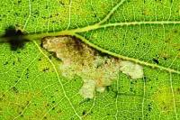 Ectoedemia subbimaculella