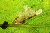 Ectoedemia subbimaculella