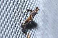 Gracillaria syringella